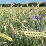 1007G 36 Ruhr Radweg